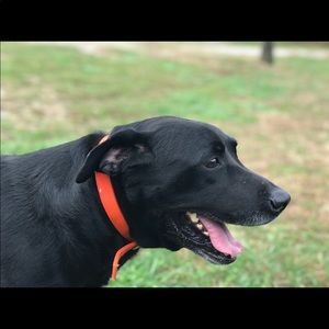 Meet your Posher, Morgan